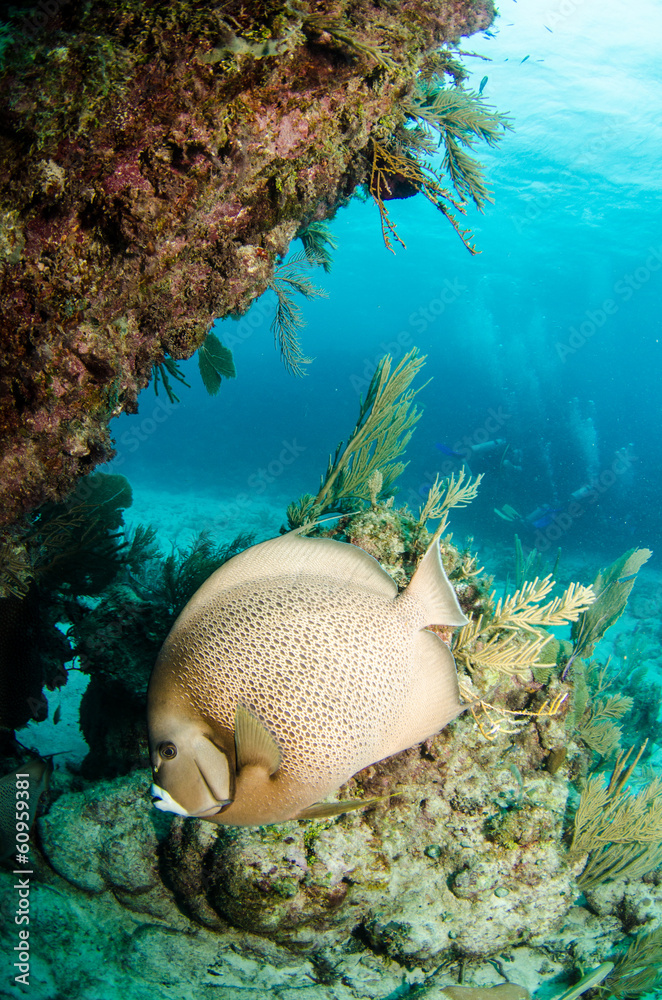 Fototapeta premium caribbean angelfish