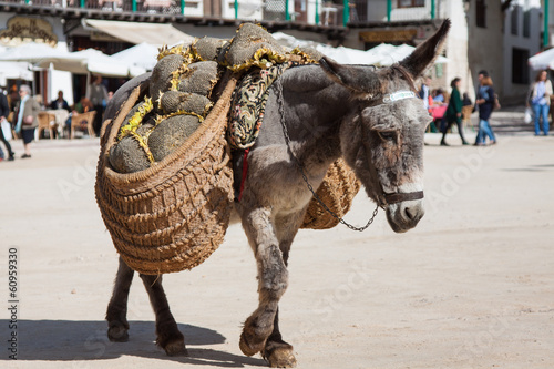 Donkey carrying a sunflower in chinchon near madrid