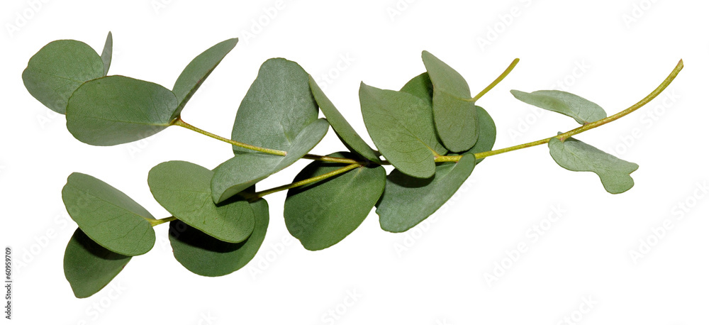 Eucalyptus Leaves Eucalyptus Leaves