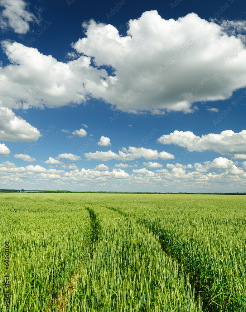 green wheat field and blue sky spring landscape green wheat field and blue sky spring landscape