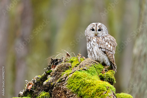 Tawny Owl in the wood