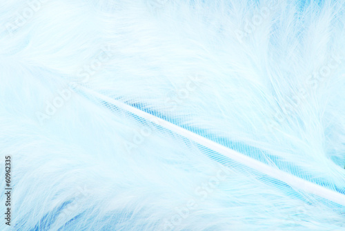 feather plumage white blue  texture