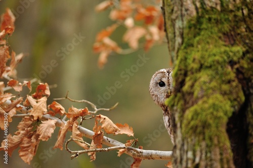 Foto Tawny Owl hiddne behind tree trunk