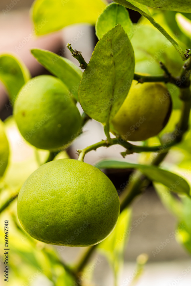 Fresh lime. Fresh lime.