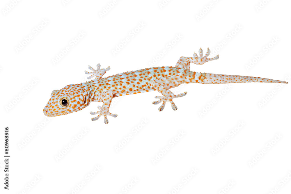 Fototapeta premium Gecko isolated on white background with path