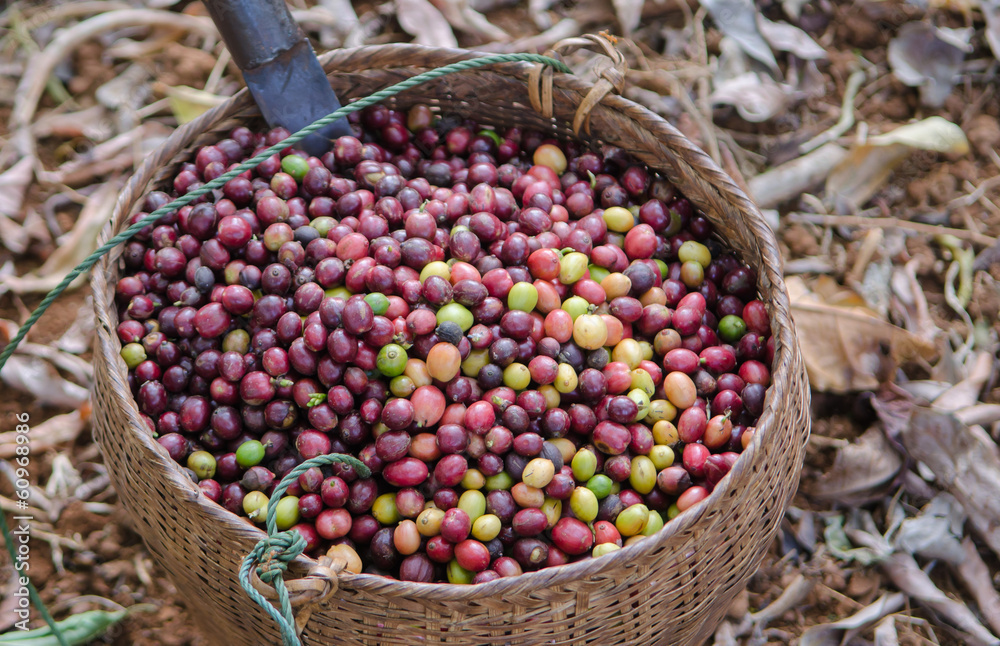 fresh coffee berries in basket
