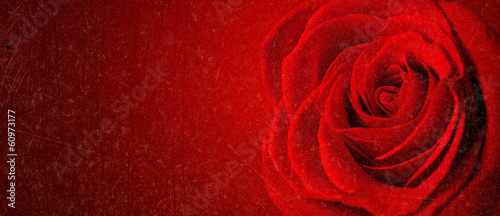 beautiful close up red rose