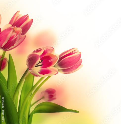 Red tulips with green grass. Floral background.