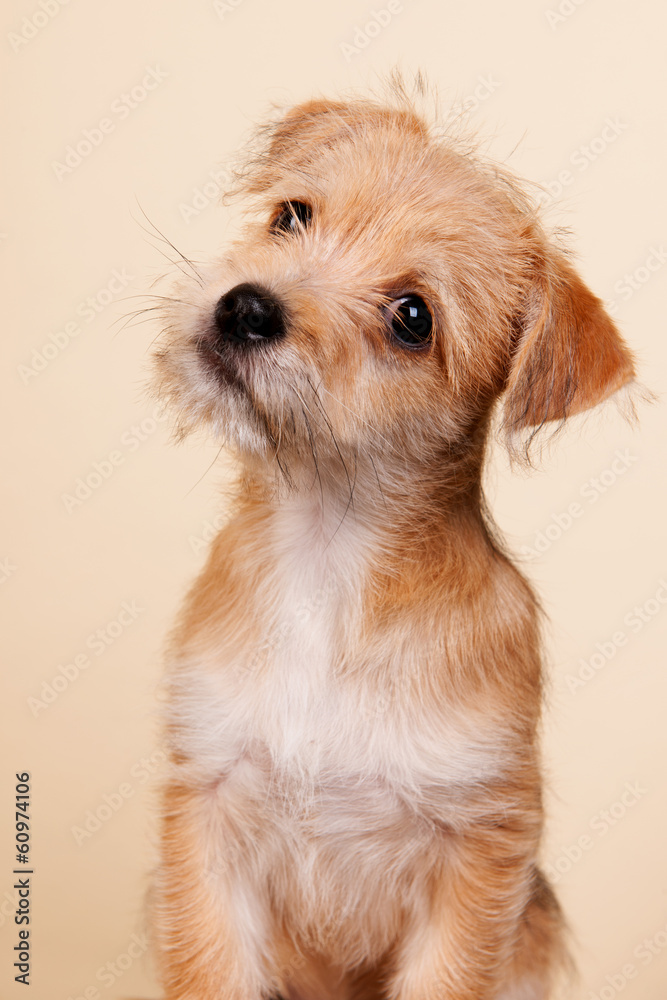 Cute little puppy Cute little puppy