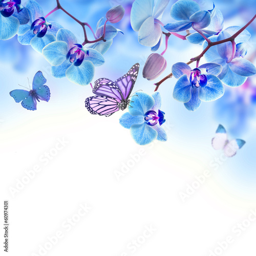 Fototapeta Naklejka Na Ścianę i Meble -  Floral background of tropical orchids and  butterfly