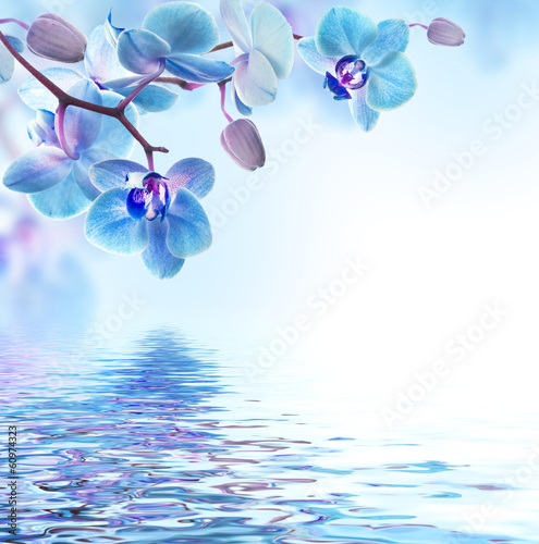Fototapeta Naklejka Na Ścianę i Meble -  Floral background of tropical orchids