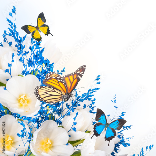 Fototapeta Naklejka Na Ścianę i Meble -  White tulips with blue grass and  butterfly. Floral background.