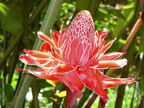 Rose de Porcelaine, Martinique photo