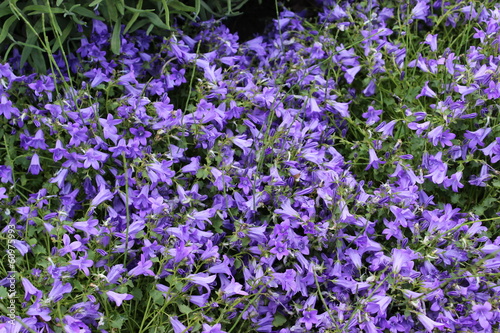 Agapanthe Violette