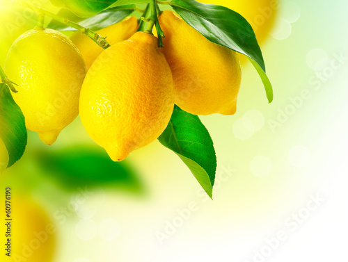 Slika na platnu Lemon. Ripe Lemons Hanging on a Lemon tree. Growing Lemon
