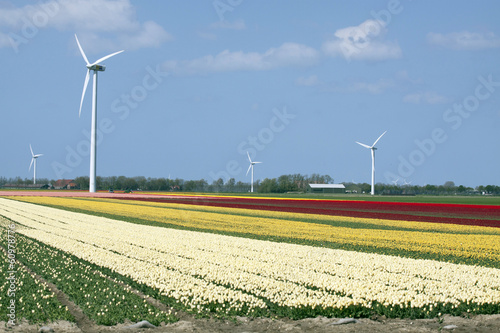 Dutch flower landscape tulips and windgenerator.