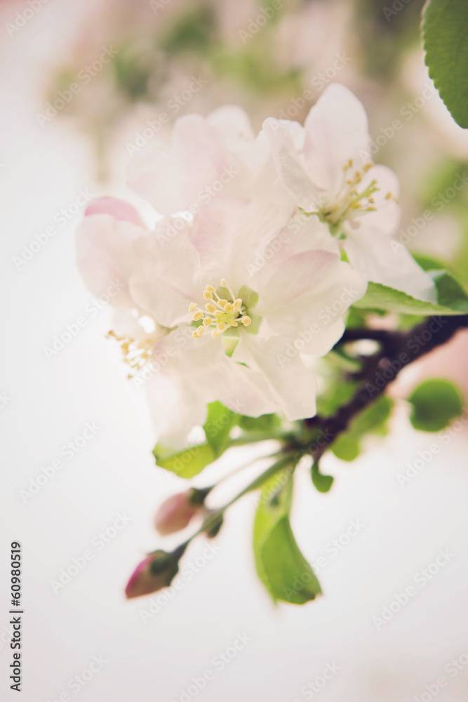 Bliss of spring Bliss of spring