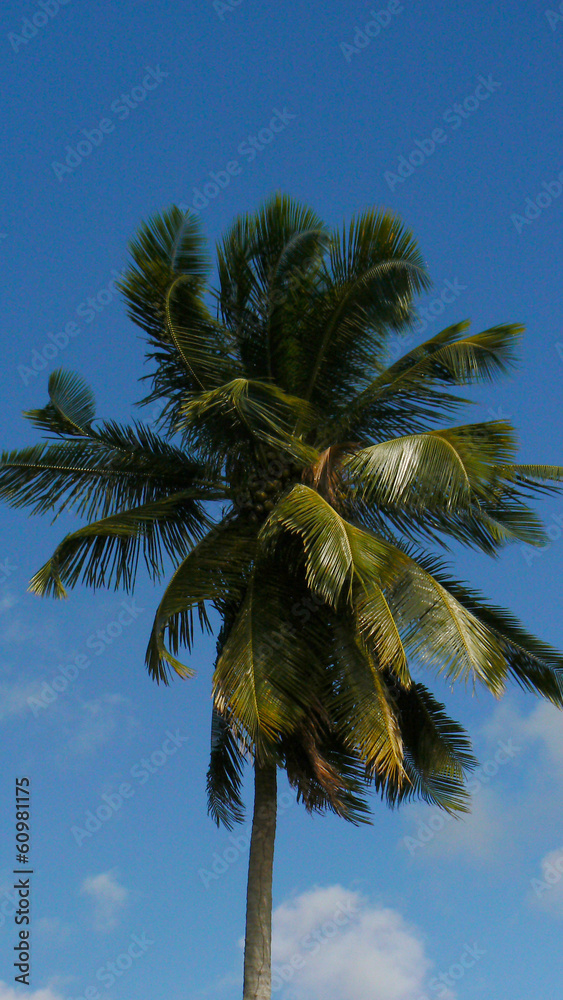 Fototapeta premium Cocotier en Martinique