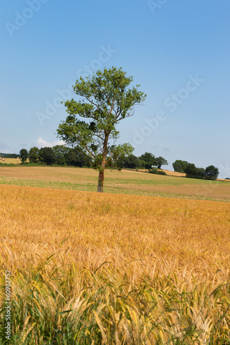 Single tree in agricultural field