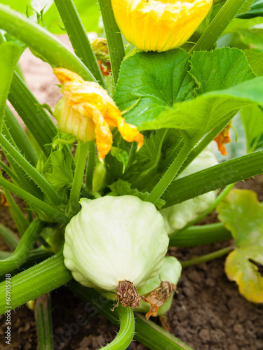 Pattypan squash growing on vegetable bed. Custard marrow - a pla