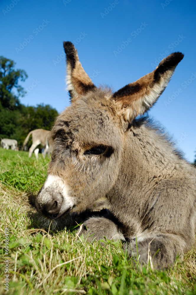 Donkey foal