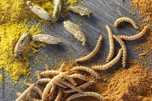 edible roasted and spiced mealworms and crickets