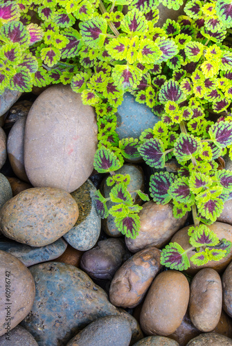 The flame nettle (coleus) leaves and pebbles background photo