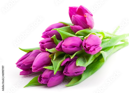bouquet of purple tulips, isolated on white