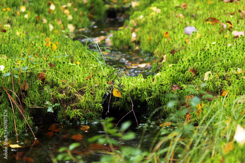 Small streamlet in the autumn wood