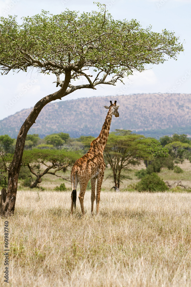 Fototapeta premium Giraffe under a tree in Africa