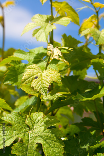 close-up of green grapevine and sun rays