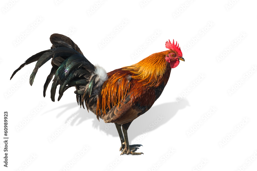 Fototapeta premium Hahn Hawaii freigestellt