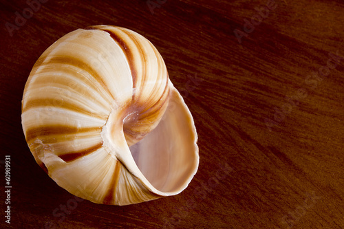 Edible snail