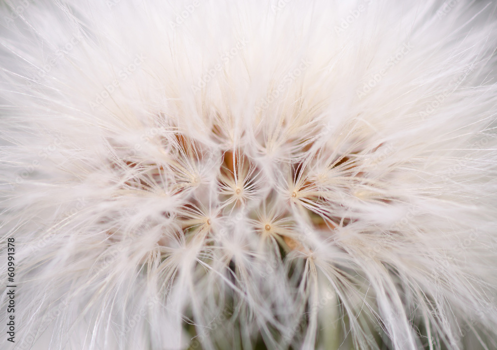 Naklejka Dandelion Blossom Closeup