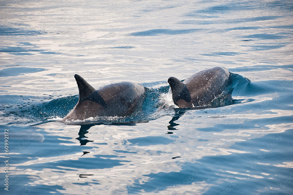 Obraz premium Dolphin