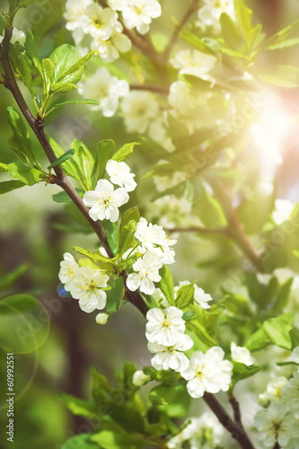 Plum blossoms with sunlight