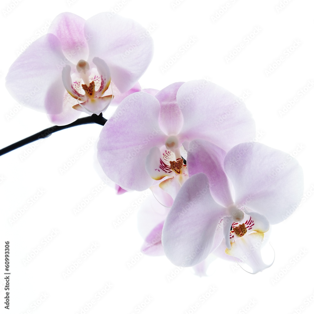 pink orchid isolated on white pink orchid isolated on white