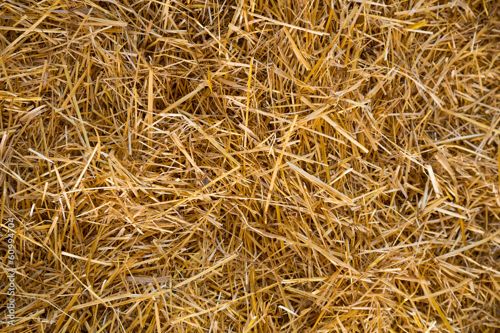 Straw Abstract Texture