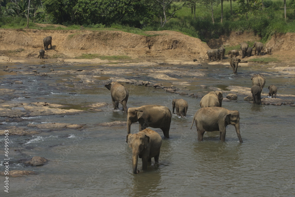 Wild big elephants playing in water Wild big elephants playing in water