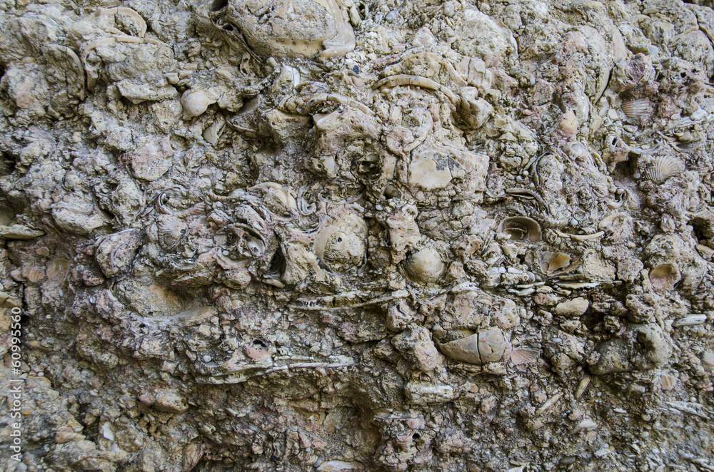 detail of sediments on the coast, Portugal detail of sediments on the coast, Portugal