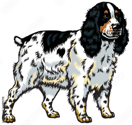 english cocker spaniel