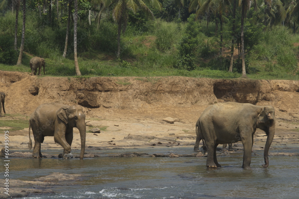 Obraz premium Wild big elephants playing in water