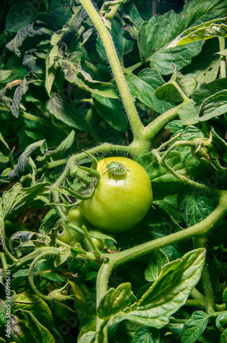 Green tomato with insect