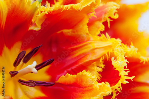 Petals of a tulip close up