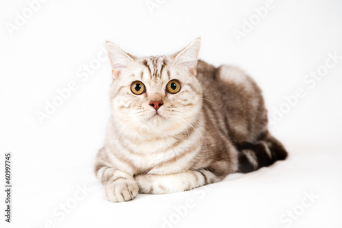 British shorthair cat © staras