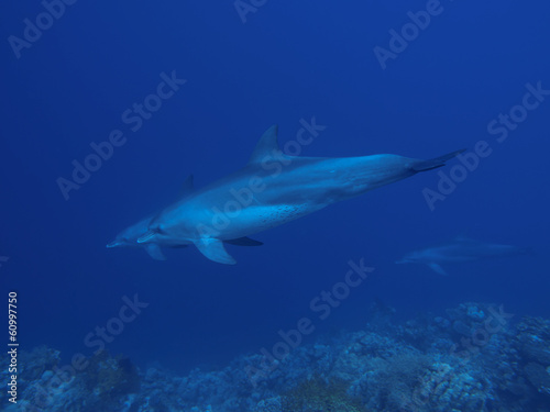 Indo-Pacific Bottlenose Dolphin © dynamofoto