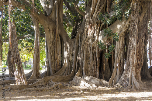 Famous Ficus Macrophylla, Orto Botanico, Palermo, Sicily, Italy