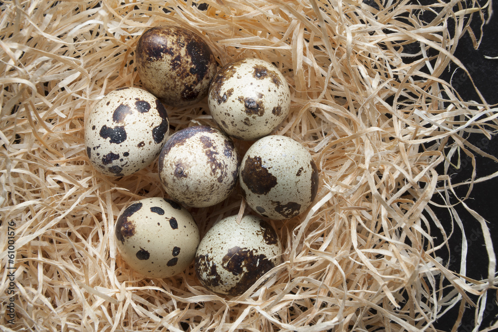 Oeufs de cailles Oeufs de cailles