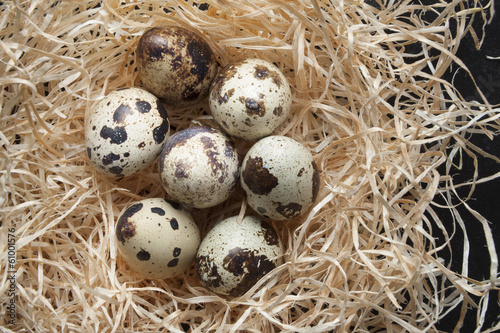 Oeufs de cailles photo