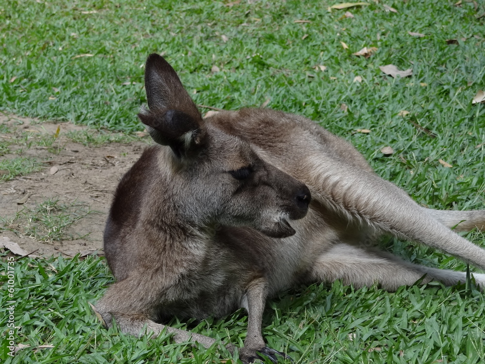 Känguru / Kangaroo in Australien / Australia Känguru / Kangaroo in Australien / Australia